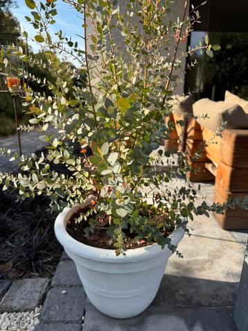 Grote Eucalyptus in Oude Franse Terracotta pot beschikbaar voor biedingen
