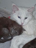 Ras echte Marine coon, Dieren en Toebehoren, Katten en Kittens | Raskatten | Langhaar, Meerdere dieren