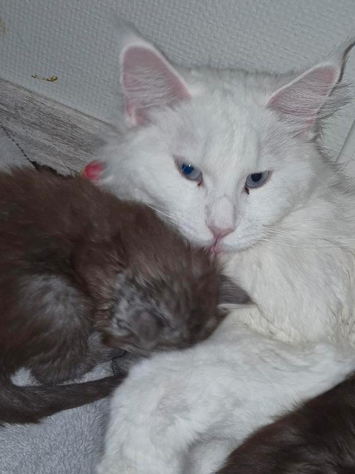 Ras echte Marine coon, Dieren en Toebehoren, Katten en Kittens | Raskatten | Langhaar, Meerdere dieren