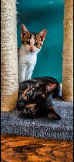2 lieve poezen geholpen, Dieren en Toebehoren, Katten en Kittens | Overige Katten, Poes