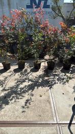 Acers hoog 125/150 grote pot mooie planten weggeef  prijs, Tuin en Terras, Planten | Struiken en Hagen, Ophalen, Overige soorten