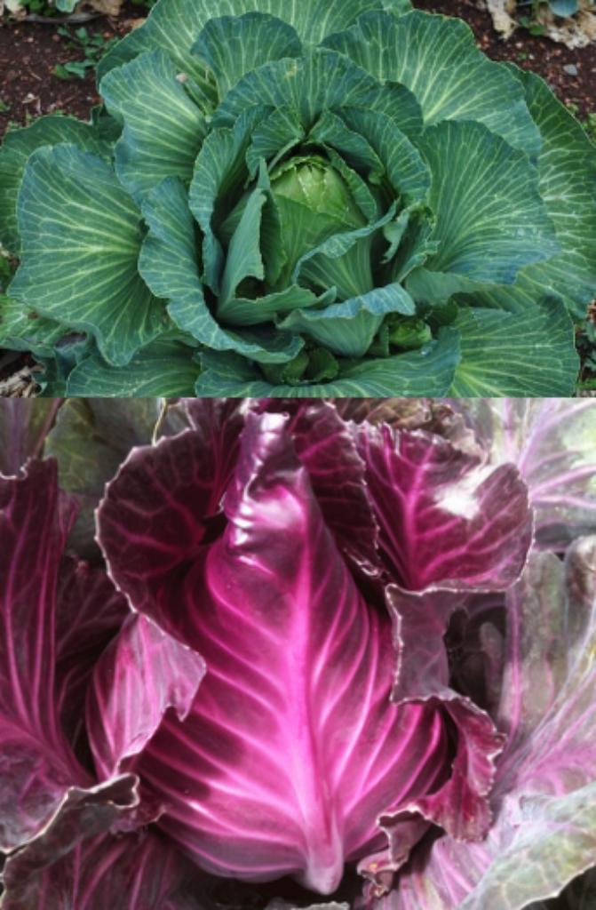 Spitskool zaden, Tuin en Terras, Bloembollen en Zaden, Zaad, Verzenden