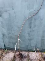 Vrucht meidoorn met twee soorten, Ophalen of Verzenden, Minder dan 100 cm, Overige soorten, Zomer