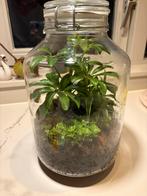 Ecosysteem in pot - 30 cm, Huis en Inrichting, Kamerplanten, Overige soorten, In pot, Minder dan 100 cm, Groene kamerplant