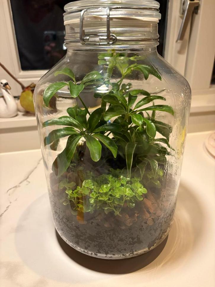 Ecosysteem in pot - 30 cm, Huis en Inrichting, Kamerplanten, Overige soorten, Minder dan 100 cm, Groene kamerplant, Halfschaduw