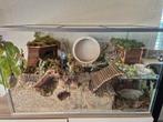 Groot, luxe glazen hamster-, cavia verblijf of terrarium., Dieren en Toebehoren, Minder dan 60 cm, Ophalen of Verzenden, Zo goed als nieuw