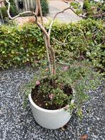 Kuipplanten collectie: Minisinasappel, Brunfelsia..., Ophalen, Volle zon, Vaste plant, Zomer
