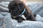 Ter adoptie prachtige pups, Dieren en Toebehoren, Honden | Niet-rashonden, CDV (hondenziekte), 8 tot 15 weken, Meerdere, Meerdere dieren