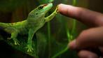 Phelsuma grandis high red 2024, Dieren en Toebehoren, Reptielen en Amfibieën, 0 tot 2 jaar, Hagedis