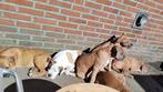 Pitbull x cane corso x olde english bulldog puppies, Dieren en Toebehoren, Honden | Bulldogs, Pinschers en Molossers, Rabiës (hondsdolheid)