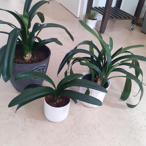 Clivia's - gratis op te halen, Hobby en Vrije tijd, Overige Hobby en Vrije tijd, Gebruikt, Ophalen
