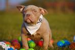 Prachtige Raszuivere American Bully Pocket-puppy's, 8 tot 15 weken, Buitenland, Parvo, Meerdere