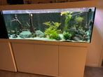 Juwel aquarium 450, Dieren en Toebehoren, Vissen | Aquaria en Toebehoren, Ophalen of Verzenden, Gebruikt, Gevuld zoetwateraquarium