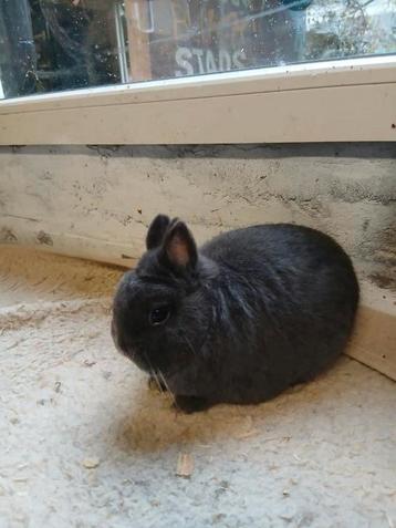 Dwerg  kleurdwerg  beschikbaar voor biedingen