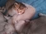 Raszuiver Brits Korthaar kittens chinchilla, Dieren en Toebehoren, Meerdere dieren, Ontwormd, 0 tot 2 jaar