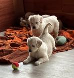 Golden retriever pups, 8 tot 15 weken, Meerdere, Meerdere dieren, Parvo