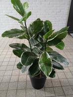 Kunstplant mica, Huis en Inrichting, Ophalen, Overige soorten, Minder dan 100 cm