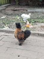 Zwart-bruine zijdehoen haan, Dieren en Toebehoren, Pluimvee, Mannelijk, Kip