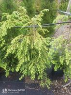 Hemlockspar tsuga canadensis +-120cm in pot haag planten, Ophalen of Verzenden, Overige soorten, Struik, 100 tot 250 cm