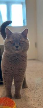 TE KOOP - Zeer ervaren Britse Korthaar Dekkater