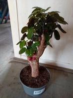 Polyscias, Ophalen, Overige soorten, Halfschaduw, Minder dan 100 cm