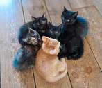 Super lieve kittens ., Poes, Langharig