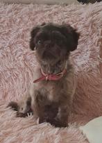 Shih tzu teefje choco, Dieren en Toebehoren, Rabiës (hondsdolheid), Overige rassen, 1 tot 2 jaar, Teef
