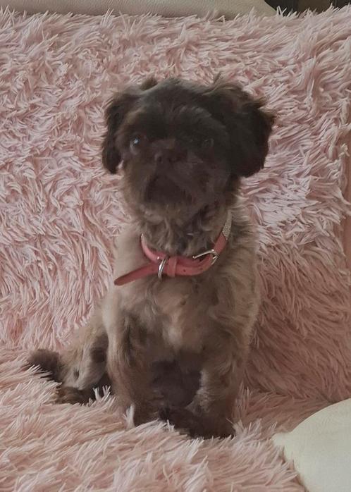 Shih tzu teefje choco zoekt..., Dieren en Toebehoren, Honden | Chihuahua's en Gezelschapshonden, Teef, Overige rassen, Particulier