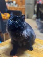 Persische, Meerdere dieren, Ontwormd, 0 tot 2 jaar