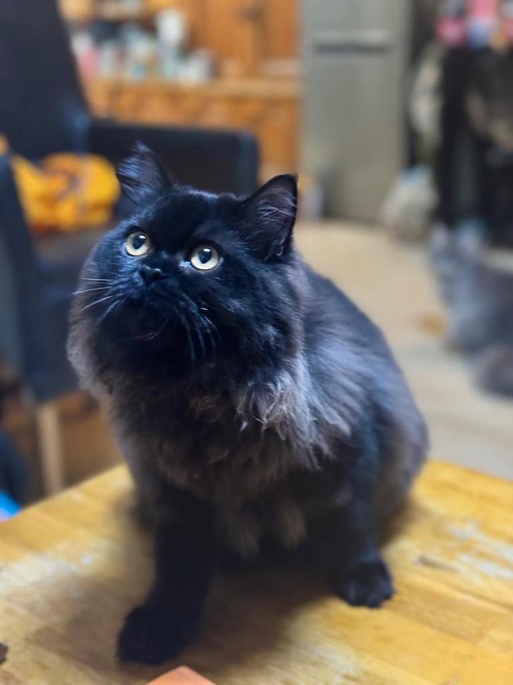 Persische, Dieren en Toebehoren, Katten en Kittens | Raskatten | Korthaar, Meerdere dieren, 0 tot 2 jaar, Ontwormd, Ingeënt