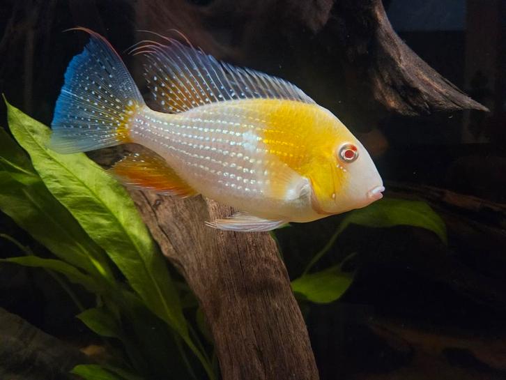 Acarichthys heckelii Albino, Dieren en Toebehoren, Vissen | Aquariumvissen, Zoetwatervis, Vis, Schoolvis