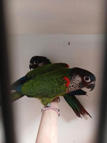 Puyrrhura picta picta koppel beschikbaar voor biedingen