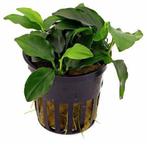 anubias bonsai €5,95, ., Overige typen, Nieuw, Ophalen of Verzenden