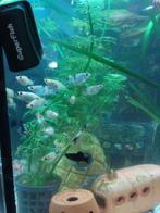 Gevlekte Mollies, Dieren en Toebehoren, Vis, Zoetwatervis