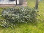 Eucalyptus takken, Bloeit niet, Overige soorten, Minder dan 100 cm, Ophalen