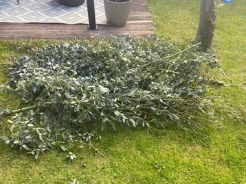 Eucalyptus takken  beschikbaar voor biedingen