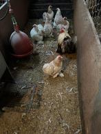 Te koop broed eieren, Dieren en Toebehoren, Pluimvee, Geslacht onbekend, Kip