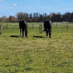 Stalhulp gezocht omgeving Harderwijk (Gelderland)