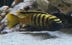 Pseudotropheus Flavus man, Dieren en Toebehoren, Vissen | Aquariumvissen, Vis