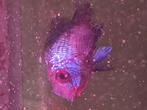 Blauwe cichliden  ook per stuk, Dieren en Toebehoren, Vis, Zoetwatervis