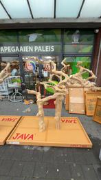 Javaboom, Meerdere dieren, Papegaai, Pratend