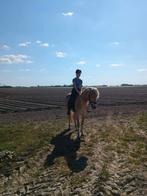 Bijrijder sportieve Haflinger gezocht!, Dieren en Toebehoren, Paarden, Merrie, Recreatiepaard