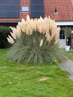 Siergras Pluimen - Prachtige Tuinversiering, Tuin en Terras, Planten | Tuinplanten, Ophalen, Volle zon, Vaste plant, Siergrassen