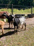 Dwerggeit bokken cl en cae vrij, Dieren en Toebehoren, Schapen, Geiten en Varkens, Mannelijk, Geit