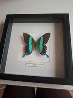 Opgezette vlinder Papilio Blumei, Indonesië, Ophalen of Verzenden, Gebruikt, Opgezet dier