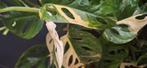 Monstera adansonii variegata, Ophalen of Verzenden, Halfschaduw, Minder dan 100 cm