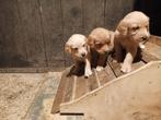 Te Koop: Prachtige Golden Retriever Pups, Dieren en Toebehoren, Golden retriever, Reu, 8 tot 15 weken, CDV (hondenziekte)