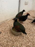 Roul Roul (2025), Dieren en Toebehoren, Vogels | Overige Vogels, Meerdere dieren, Geringd