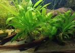 Aquariumplant - Zwaardplant, Ophalen of Verzenden, Plant(en), Steen of Hout