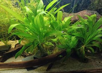 Aquariumplant - Zwaardplant beschikbaar voor biedingen